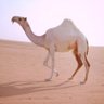 naser's profile picture