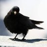 RavenClaw's profile picture