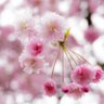 🔯✶satosato✶🔯 profil fotoğrafı