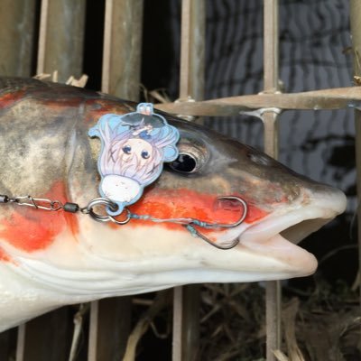 鰰's profile picture