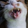ジークツヴァイ マウス 的头像