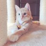 はぐ's profile picture