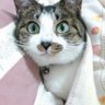 ハマの隠居(獅子は這い上がる・俺も這い上がる) profil fotoğrafı