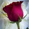 SHAHZAD BHATTI's profile picture