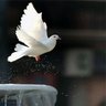 Miznah AlSwilem profil fotoğrafı