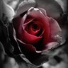 Cassandra Griffith's profile picture
