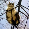 Фото профиля 北猪