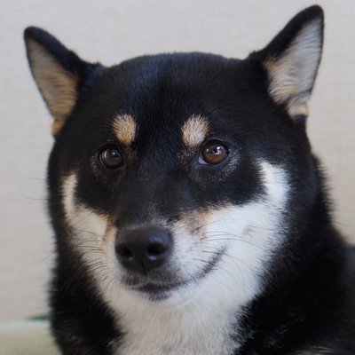 shibainu_oichi's profile picture