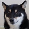 柴犬 お市さん's profile picture