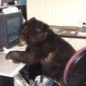 Profilbild von Mishka