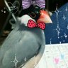 Фото профиля 鳥たまご