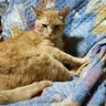 おかぴー profil fotoğrafı