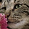 MadCat's profile picture