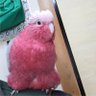 モモちゃん (わがままな お嬢様)'s profile picture