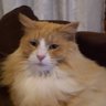 Kathy Farrelly's profile picture