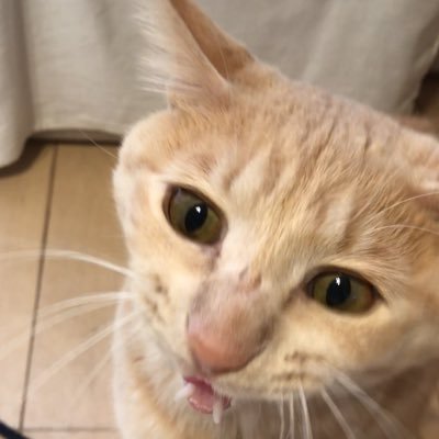 koginkun_neko's profile picture