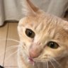 こぎん君 profil fotoğrafı