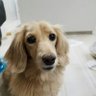 チョッパーDAKS 的头像