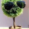 Cabu 🌳 的头像