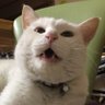 🍙yukineko's profile picture