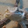 crustacean relation profil fotoğrafı