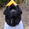 ConnieFromSconnie 🇺🇸🇺🇦🧀's profile picture