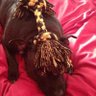 Pickle profil fotoğrafı