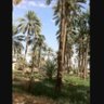 سلطان's profile picture