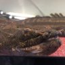 タァーちゃん 的头像