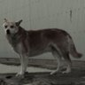 Фото профиля Stray_Shiba_inu
