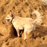 puppie96 的头像