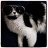 Profilbild von Tenshii