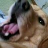 ふくちゃん (朝の曲🎵と時々つぶやき📷) profil fotoğrafı