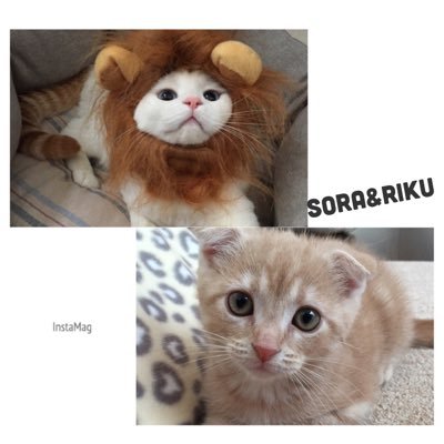 かおりん♥️'s profile picture