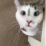 scottycatt 的头像
