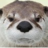 とくだ's profile picture