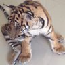 Pokey's Page's profile picture