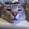 がちゃ🐈ふぁー profil fotoğrafı