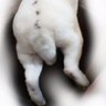 うさぎのしもべ薮内's profile picture