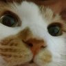 埼玉県草加市★保護ネコ譲渡☆ほごねこ【ハピネスねこ譲渡会】's profile picture