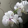 Фото профиля Ama De Casa