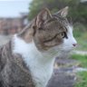 じゃじゃねこ 的头像