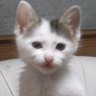 r(静かな大阪城公園を取り戻せ)'s profile picture