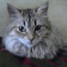 Tebanna 🐱🦇🌸🌳🇦🇩🇩🇪🏴🇺🇸🇮🇪 的头像