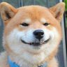 Profilbild von 什么都想看