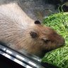 Profilbild von 大阪のおっさん
