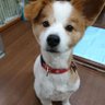 織ちゃん's profile picture
