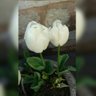 DışaDönük profil fotoğrafı