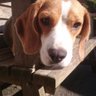 Beaglejuice profil fotoğrafı
