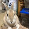 みかん&ももたん&く ろまる6期生's profile picture
